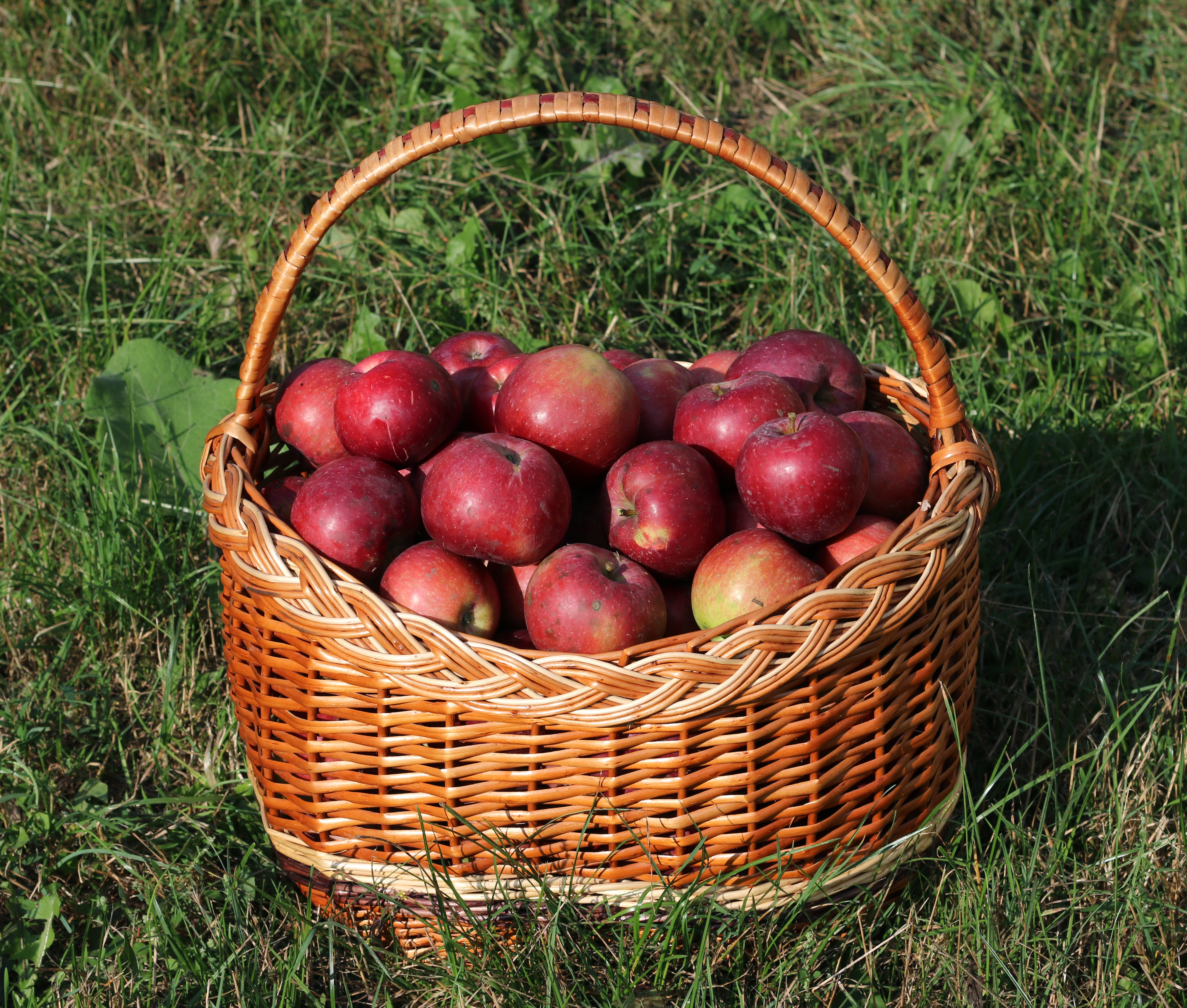 Fresh Local Pennsylvania Organic Apples, Compare to $2.99/lb Non-local organic apples in stores