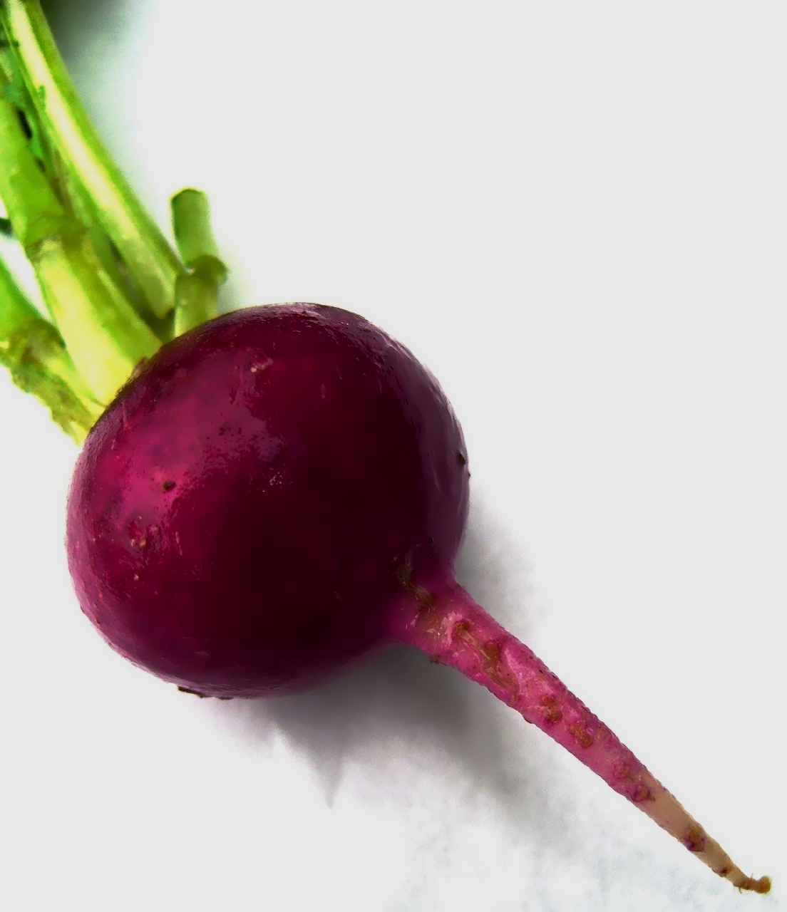 Red Beets, Chemical-Free, Fresh, Local, hand-picked. A functional superfood with HUGE health benefits: Antioxidant, antitumor, improving physical functions (respiratory and heart functions).