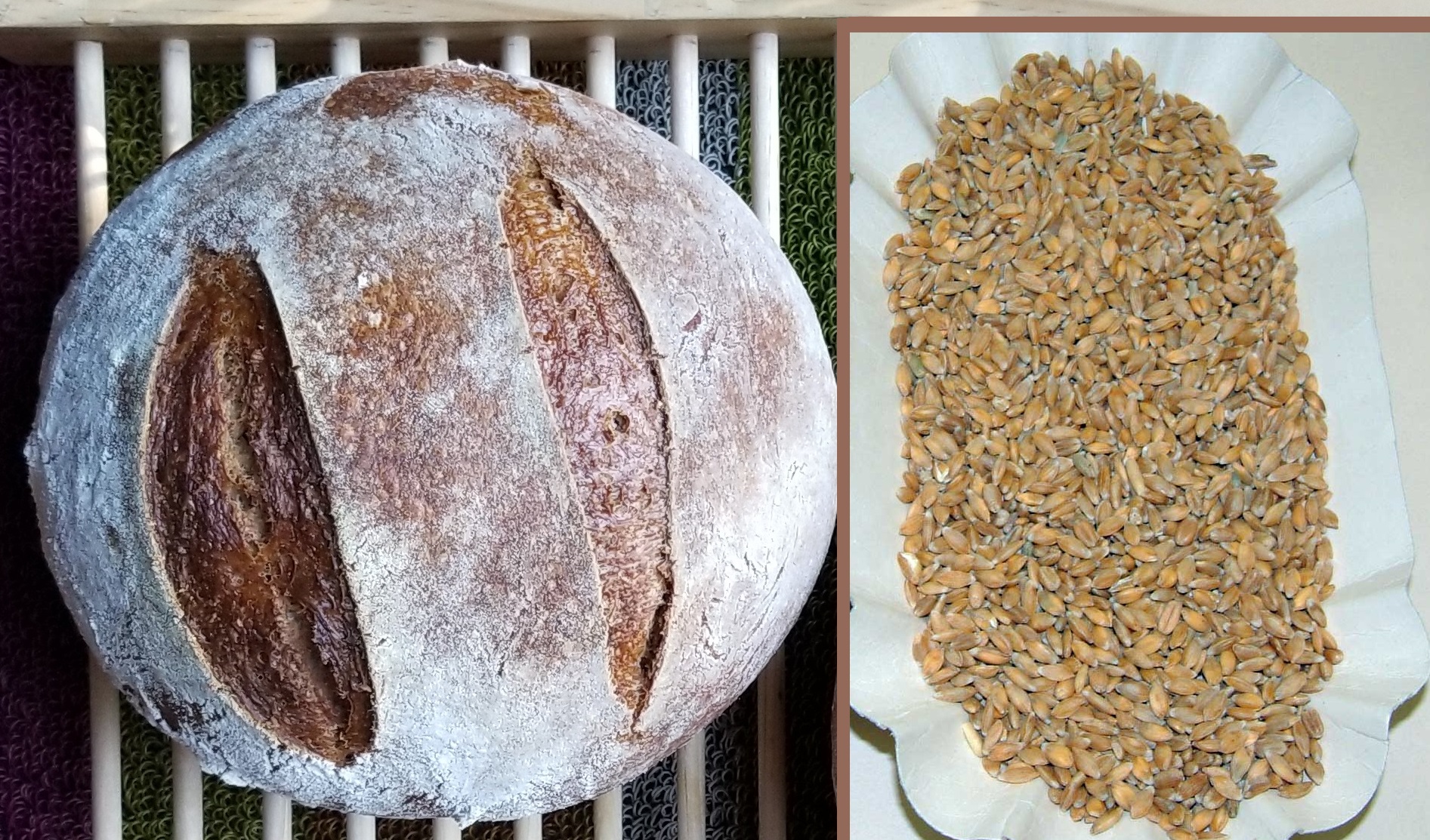 Chemical-Free Heirloom Einkorn Wheat Berries, Grown in Pennsylvania
