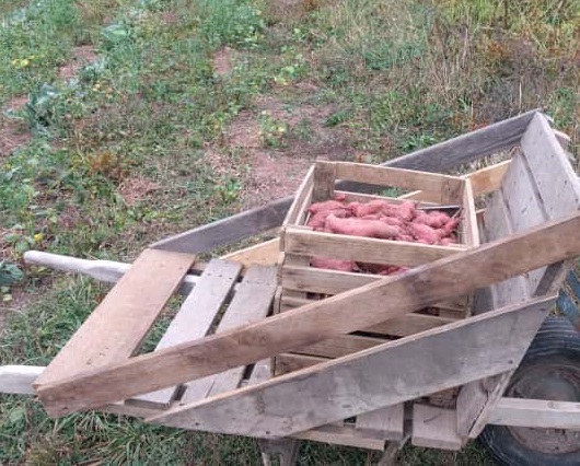 Chemical-free Sweet Potato: Heirloom Non GMO Beauregard, Garnet or Purple Types, Grown without any plastic film, Hand Cultivated and harvested, An Anti-inflammatory Powerhouse