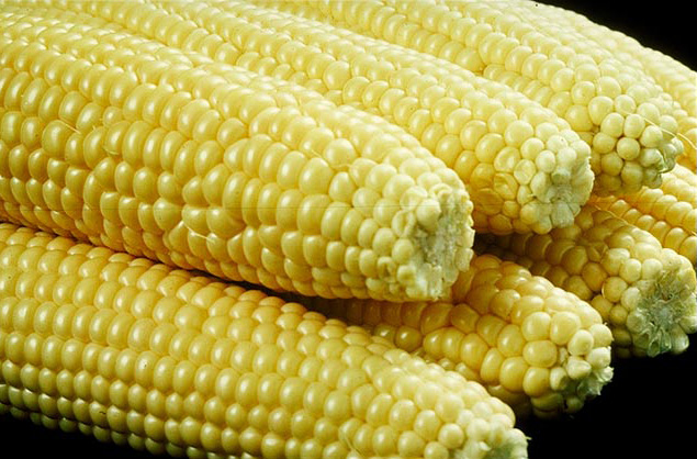 Local Pennsylvania Chemical-Free Sweet Corn