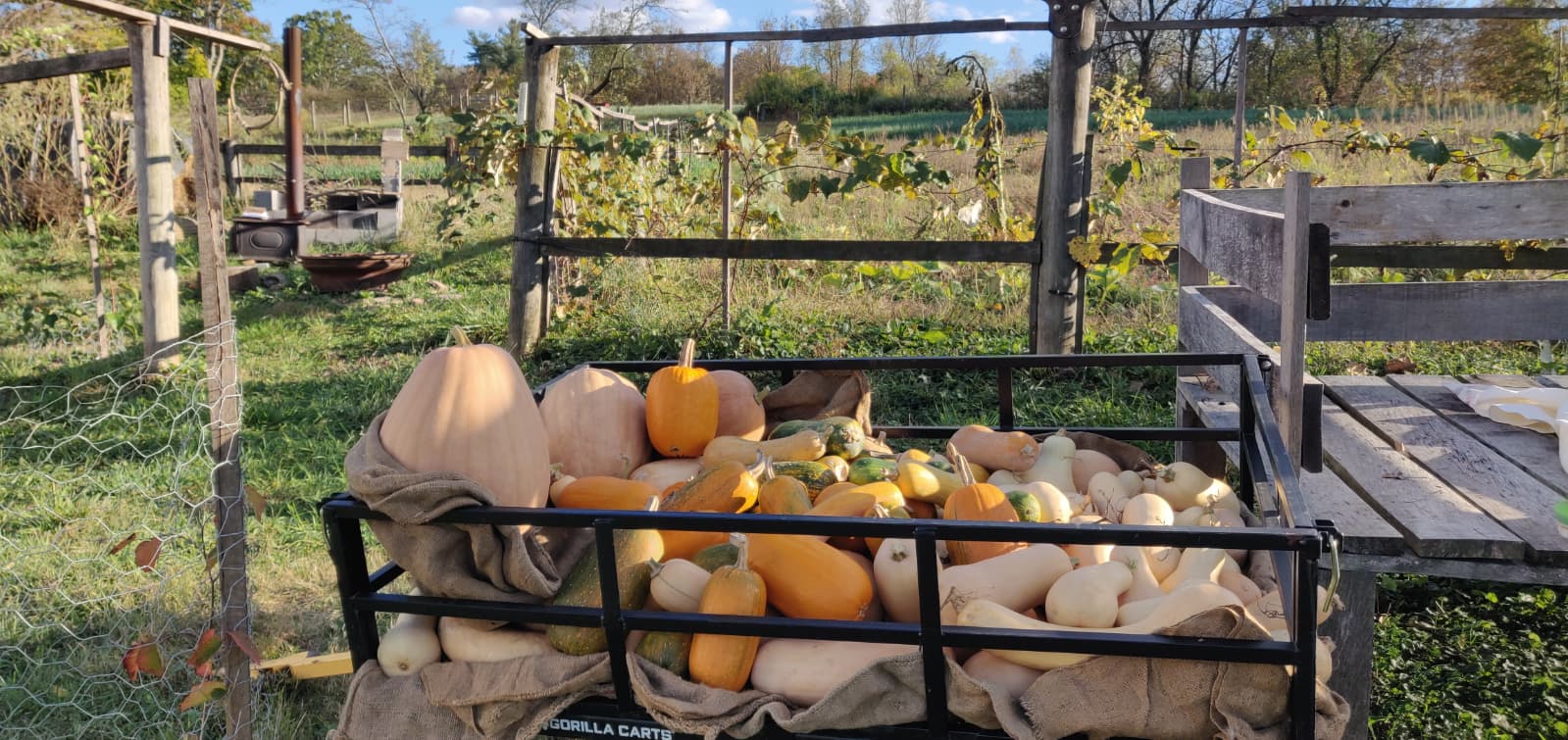 Assorted Pumpkins and Winter Squash: Chemical-Free, Local, NO plastic film or sprays