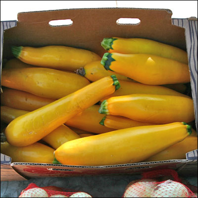Yellow Summer Squash: Chemical-Free Directly from a Local Small Family Farm