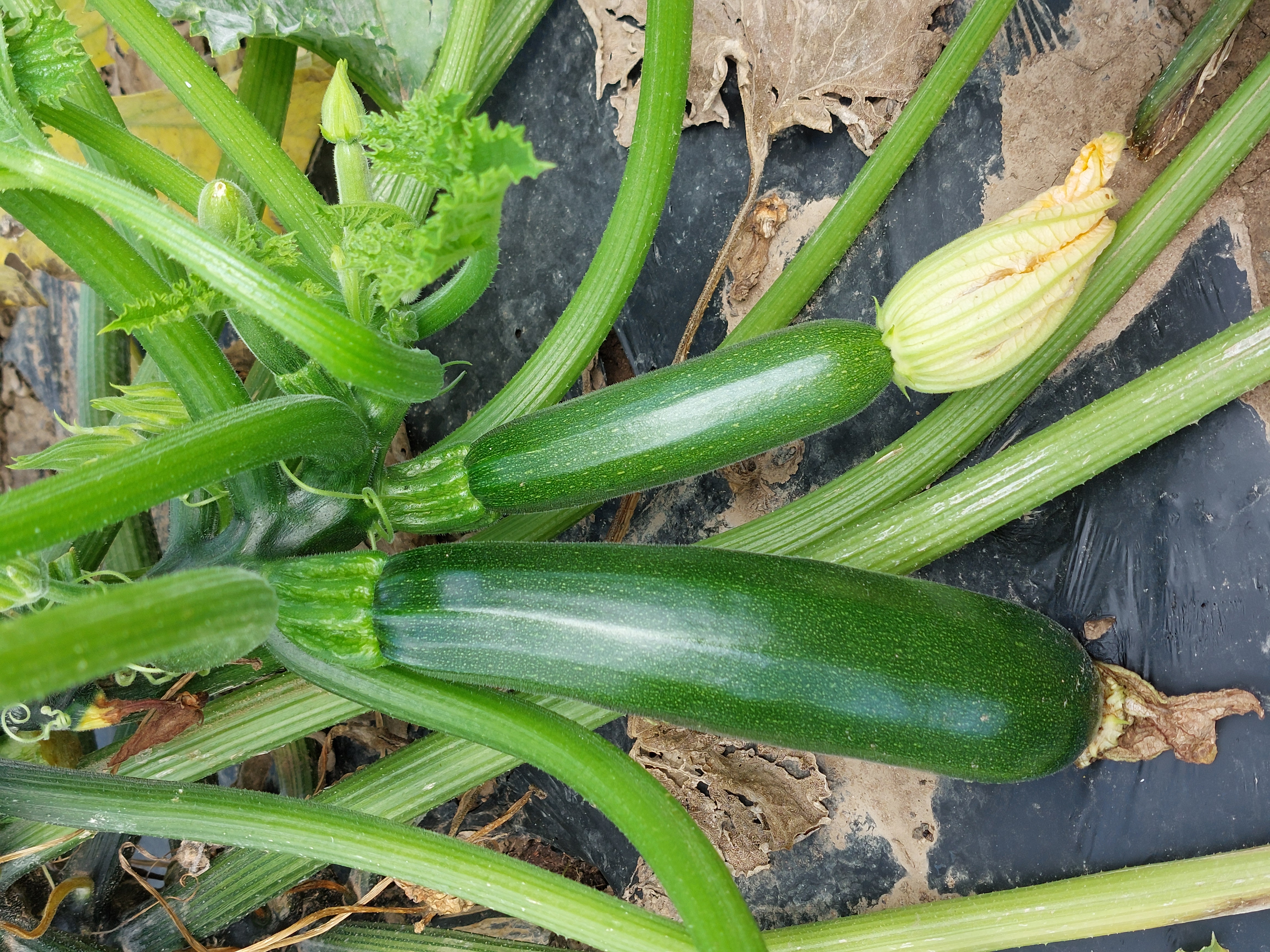 Chemical-Free Zucchini