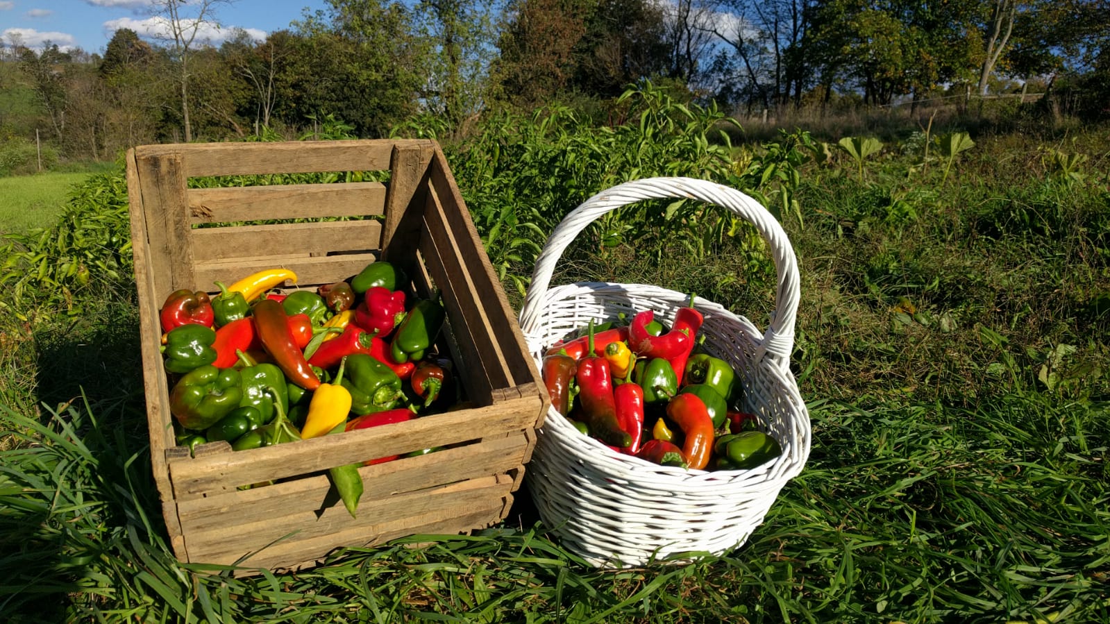 Peppers (Capsicum): Chemical-free, A Powerful Source of Vitamins