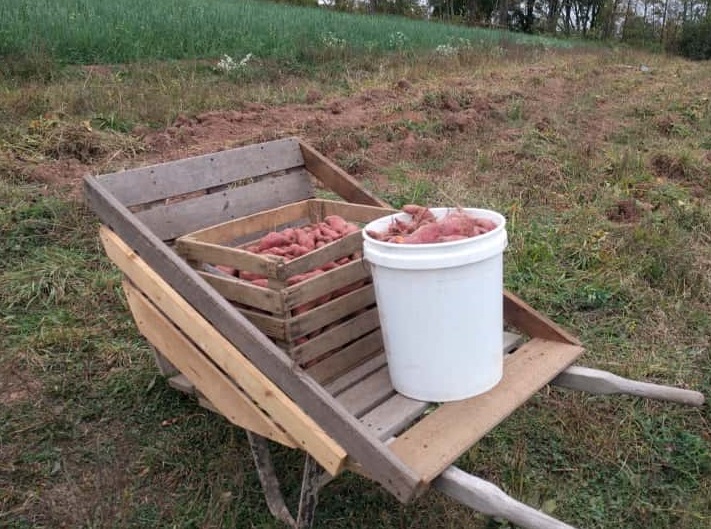 Chemical-free Sweet Potato: Heirloom Non GMO Beauregard, Garnet or Purple Types, Grown without any plastic film, Hand Cultivated and harvested, An Anti-inflammatory Powerhouse