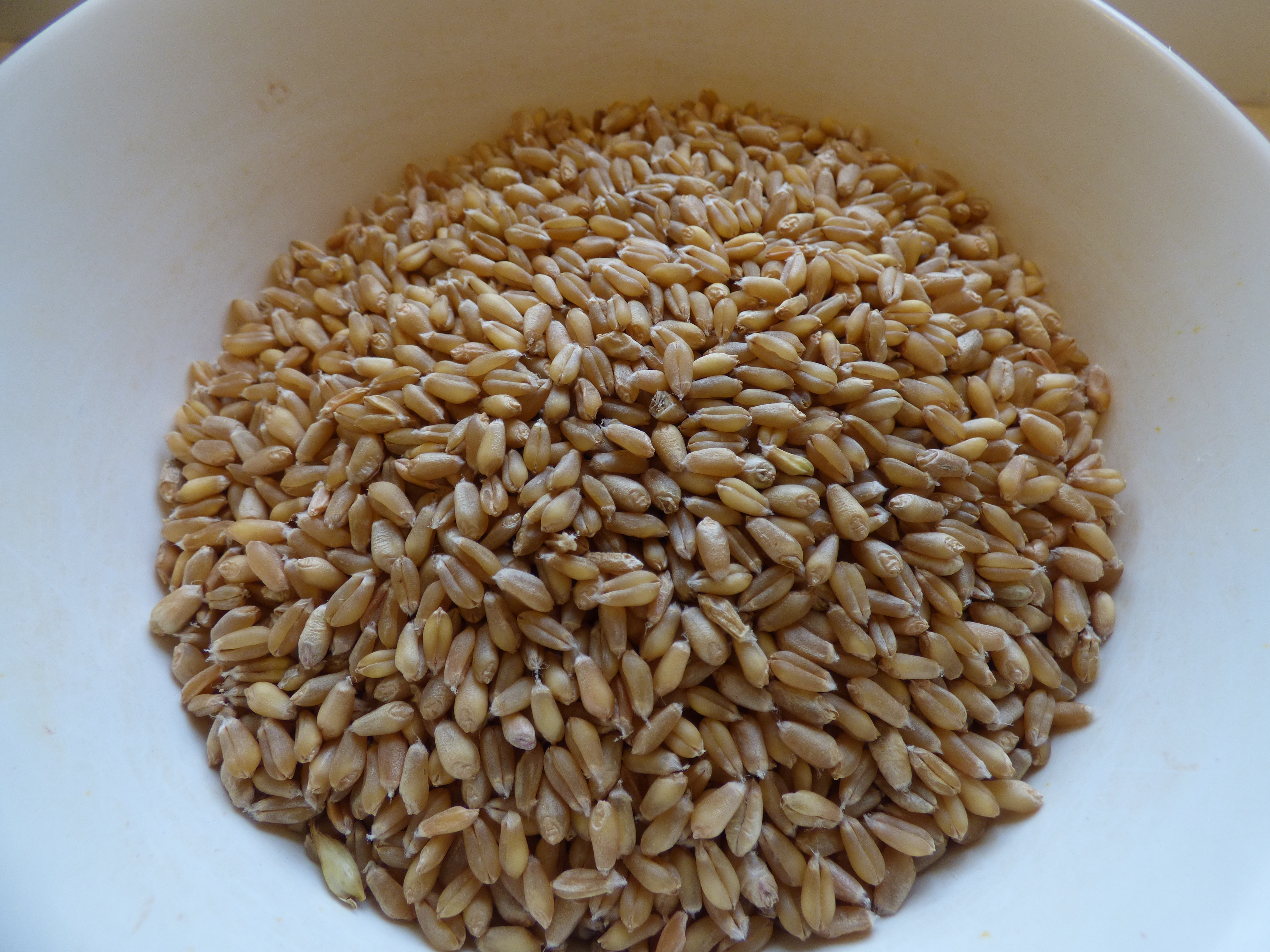 Organic Hard Red Wheat Berry, Pennsylvania-Grown, Unmilled, Unprocessed, Ideal: Baked as Bread and Cooked as Breakfast
